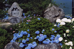 あじさいの写真